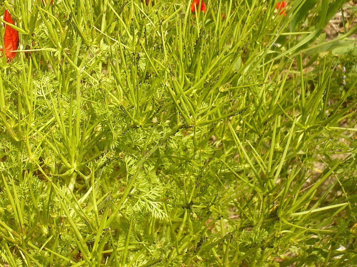 Scandix pecten-veneris subsp. pecten-veneris (Apiaceae)